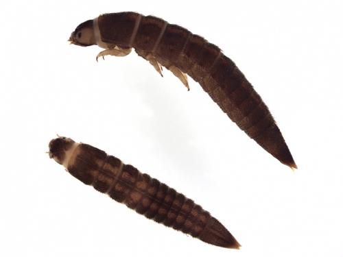 Macronychus quadrituberculatus